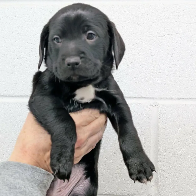 Max Green thumbnail 2