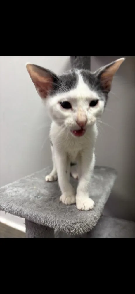 A baby small-sized male Domestic Short Hair cat named Nelson for adoption in Marietta, GA