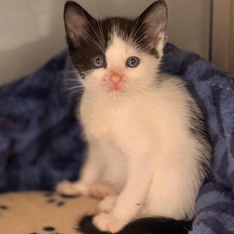 A baby small-sized female Domestic Short Hair cat named Sabrina for adoption in Cumming, GA