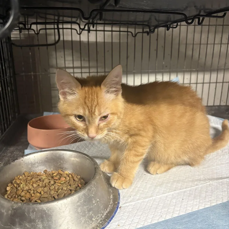 A baby medium-sized male Domestic Short Hair cat named Morris for adoption in White Bluff, TN