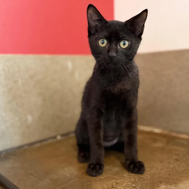 A baby small-sized female Black Domestic Short Hair cat named Peach for adoption in Green Bay, WI