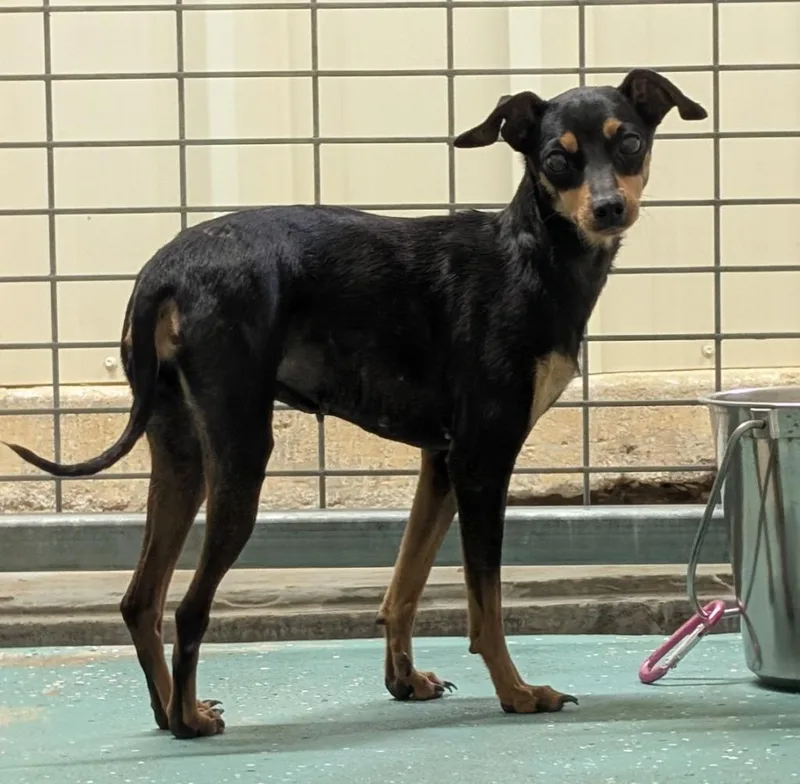 An adult medium-sized female Miniature Pinscher dog named Sandy for adoption in Seven Points, TX