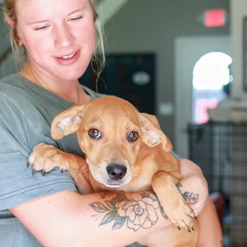 A baby small-sized female Brown / Chocolate Beagle dog named Abbyavail for adoption in West Grove, PA