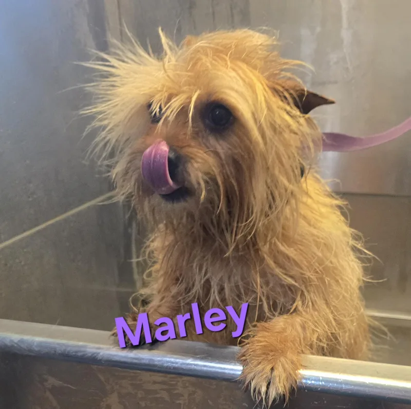A young small-sized female Yellow / Tan / Blond / Fawn Norfolk Terrier dog named Marley for adoption in Athens, AL