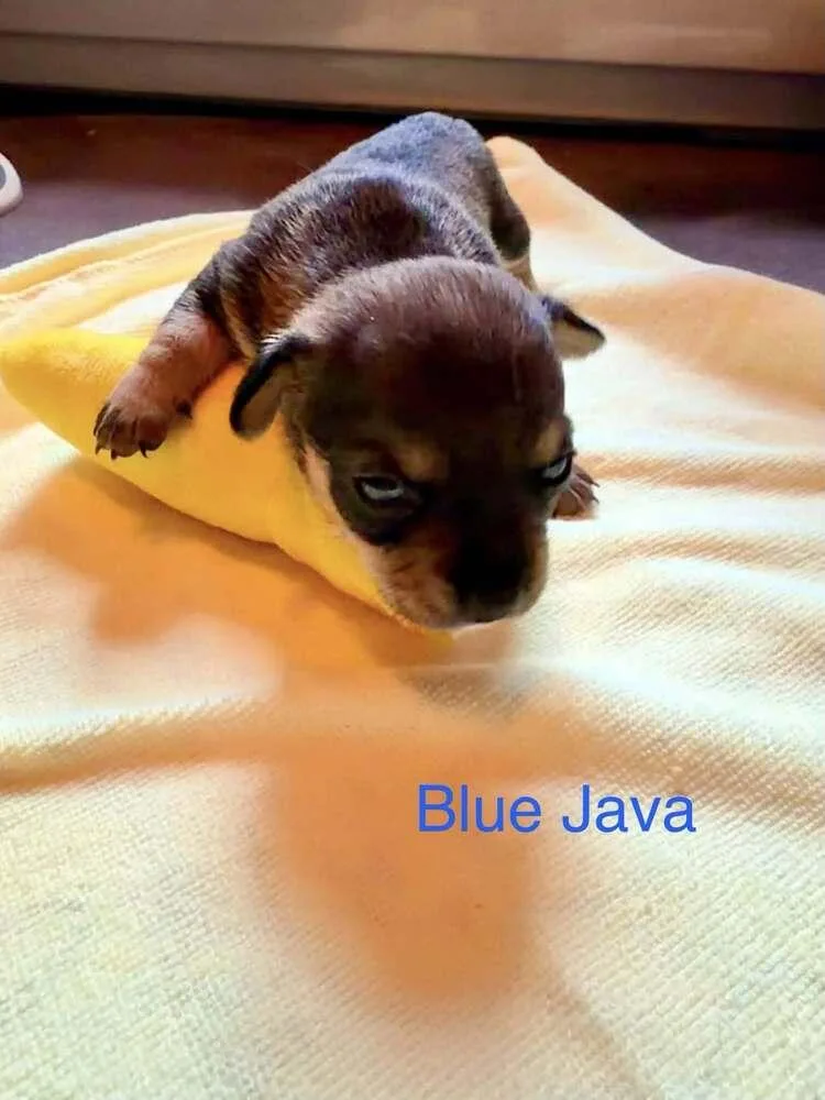 A baby small-sized male Chihuahua dog named Blue Java for adoption in Waunakee, WI