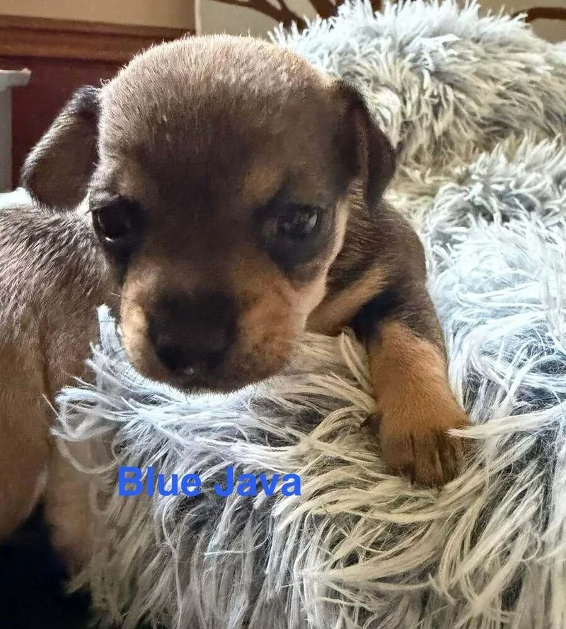 Blue Java thumbnail 4