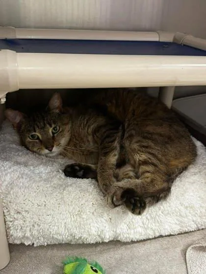 An adult small-sized female Brown / Chocolate Domestic Short Hair cat named Della Jo for adoption in Annapolis, MD