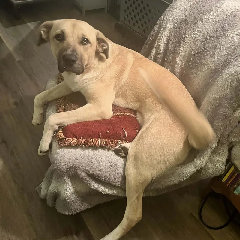 Millie Mae thumbnail 2