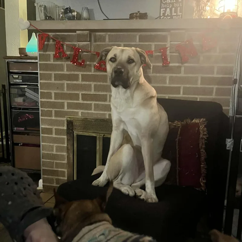 Millie Mae thumbnail 4