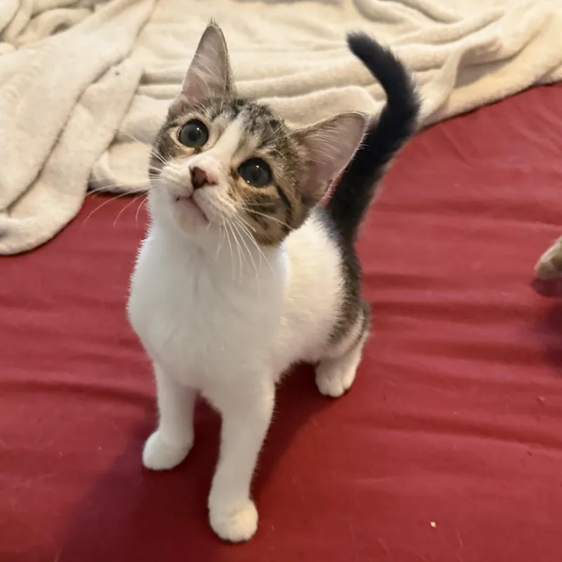 A baby small-sized female Domestic Short Hair cat named Siren for adoption in New Smyrna Beach, FL