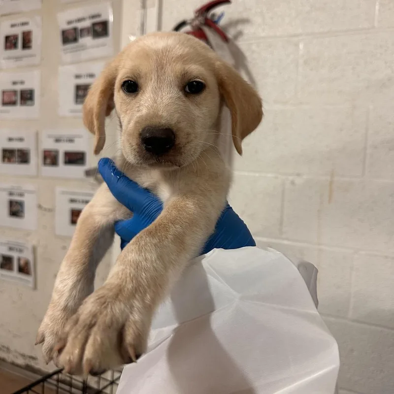 A baby medium-sized male Yellow / Tan / Blond / Fawn Mixed Breed dog named Randall for adoption in Edinburg, TX