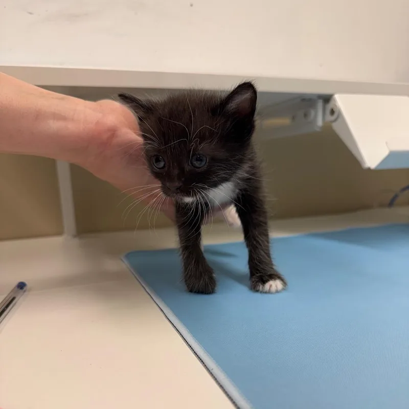 A baby small-sized male Black Domestic Short Hair cat named Virgo for adoption in Lake Panasoffkee, FL