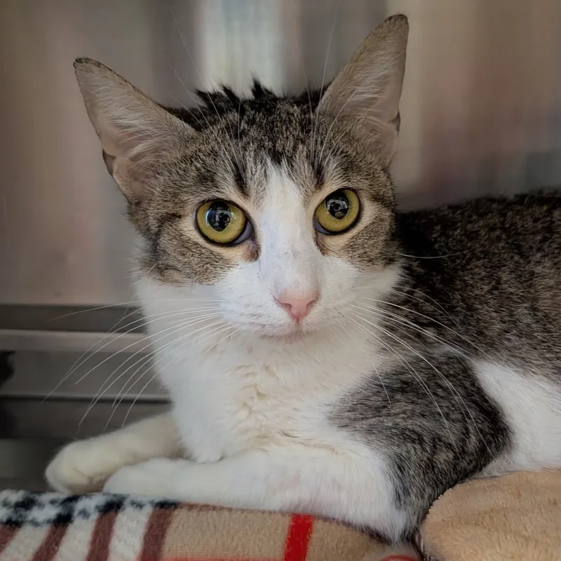 An adult medium-sized female Brown / Chocolate Domestic Short Hair cat named Holly for adoption in Springfield, IL
