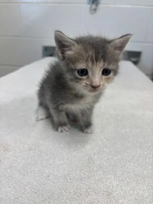 A baby small-sized female Domestic Short Hair cat named Viper for adoption in Daphne, AL