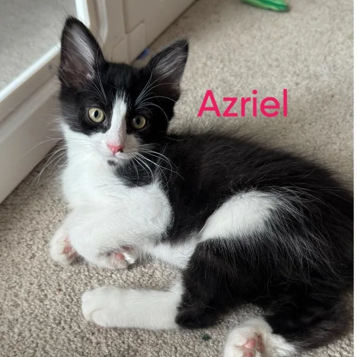A baby medium-sized male Black & White / Tuxedo Domestic Medium Hair cat named Azriel...a hansome bobtail for adoption in Murfreesboro, TN