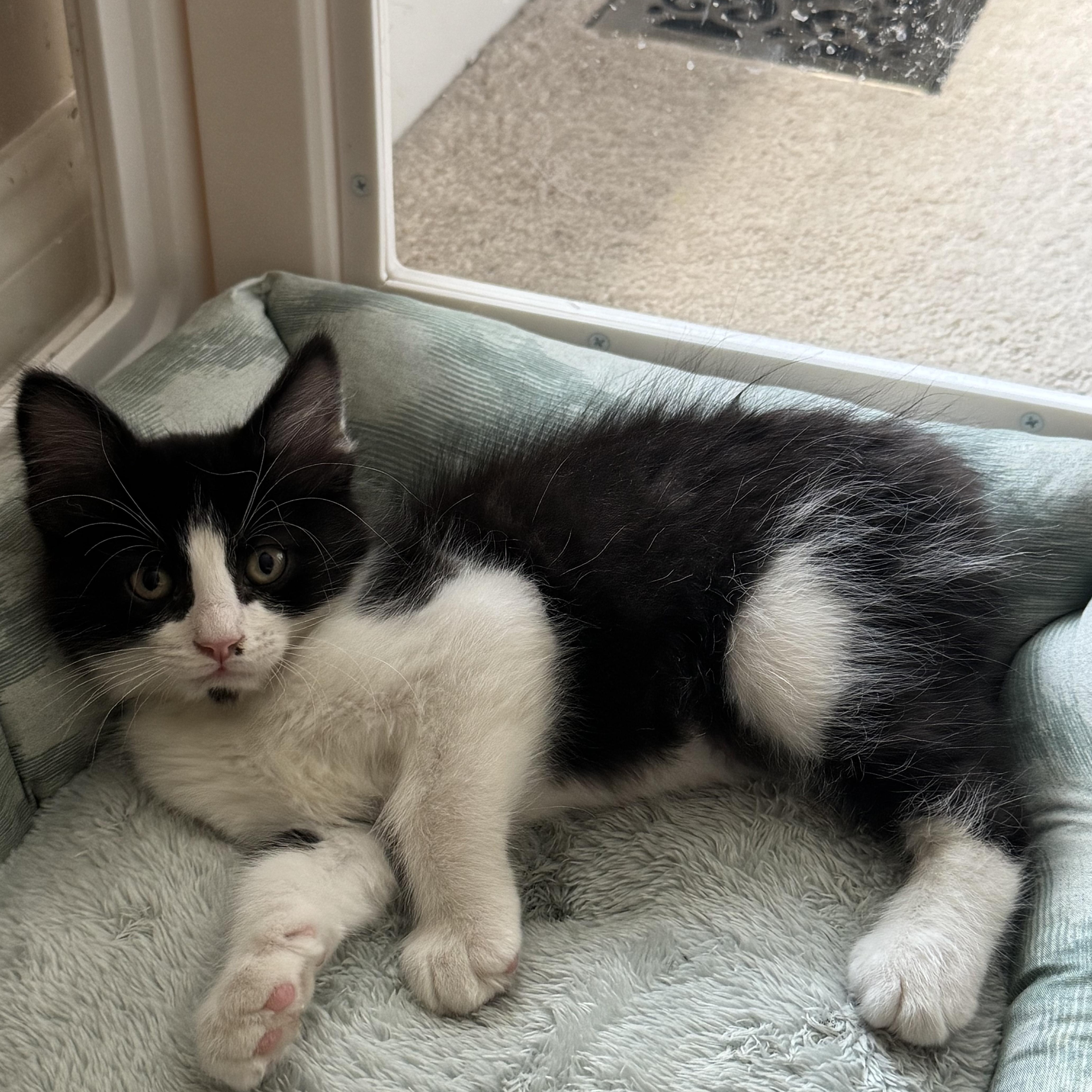 Azriel...a hansome bobtail thumbnail 2