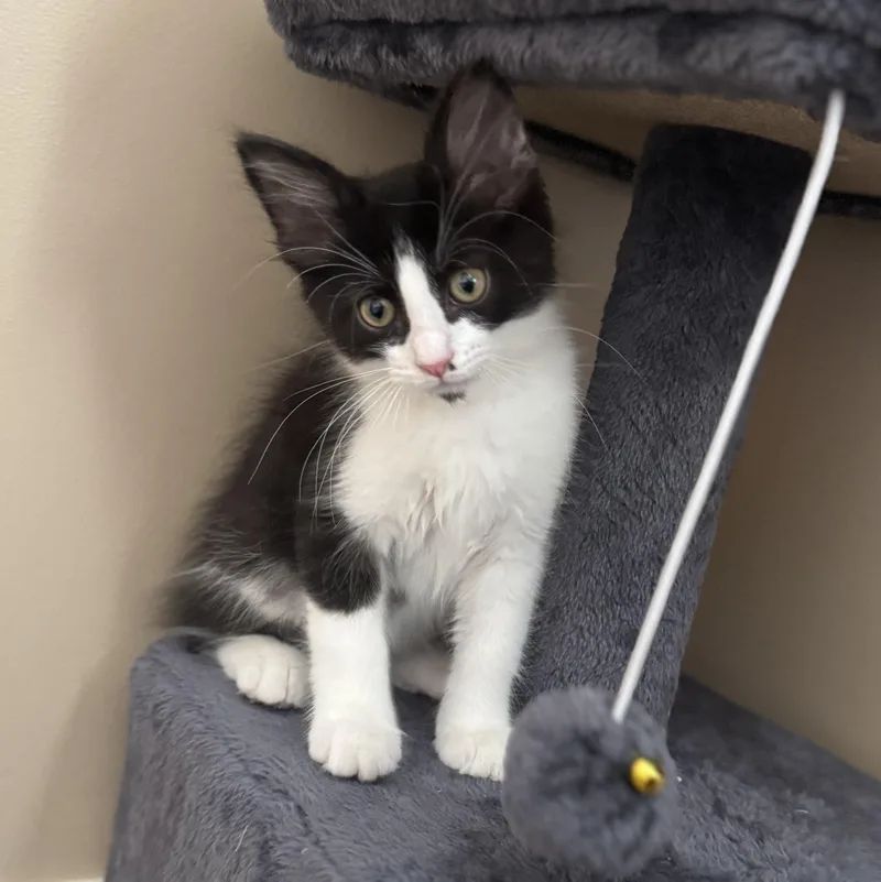 Azriel...a hansome bobtail thumbnail 3