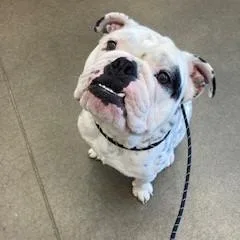 An adult medium-sized male White / Cream English Bulldog dog named Yorkstray for adoption in York, PA