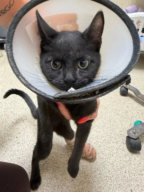 A young small-sized female Domestic Short Hair cat named Halo for adoption in Riverside, CA