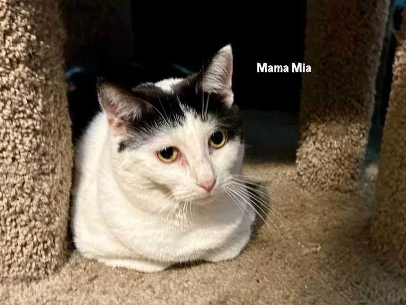 An adult medium-sized female Domestic Short Hair cat named Mama Mia for adoption in Windsor, CT