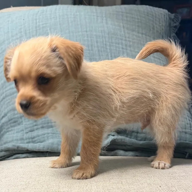 A baby small-sized male Yellow / Tan / Blond / Fawn Terrier dog named Feta for adoption in Las Vegas, NV