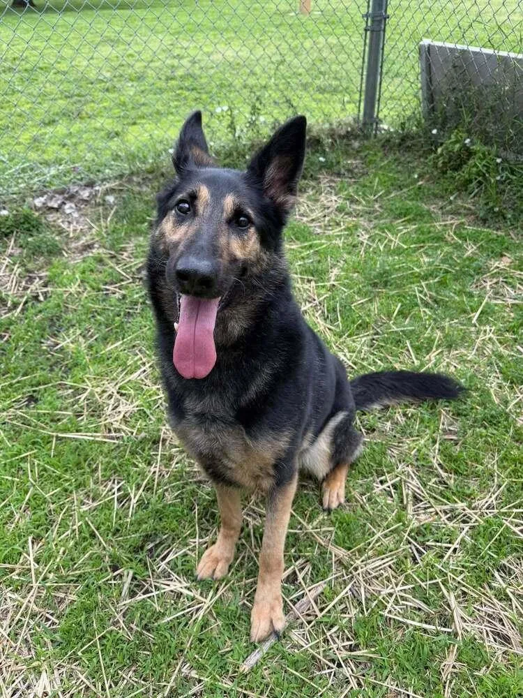 A senior large-sized female German Shepherd Dog dog named Beauty for adoption in Suamico, WI