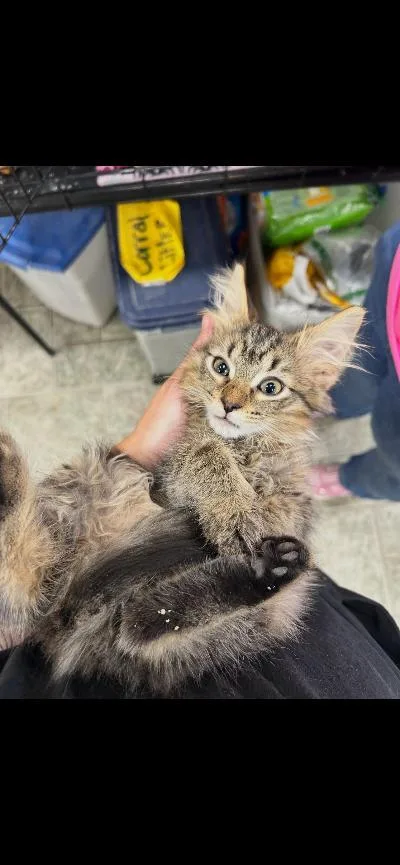 A baby medium-sized male Tabby (Buff / Tan / Fawn) Domestic Long Hair cat named Boo for adoption in Mokena, IL