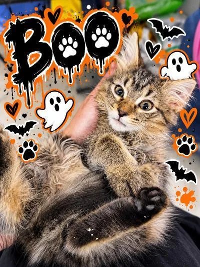 Boo thumbnail 3