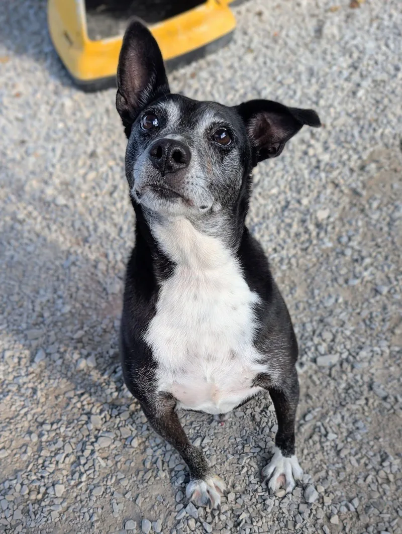 A senior small-sized male Rat Terrier dog named Ace for adoption in Newburgh, IN