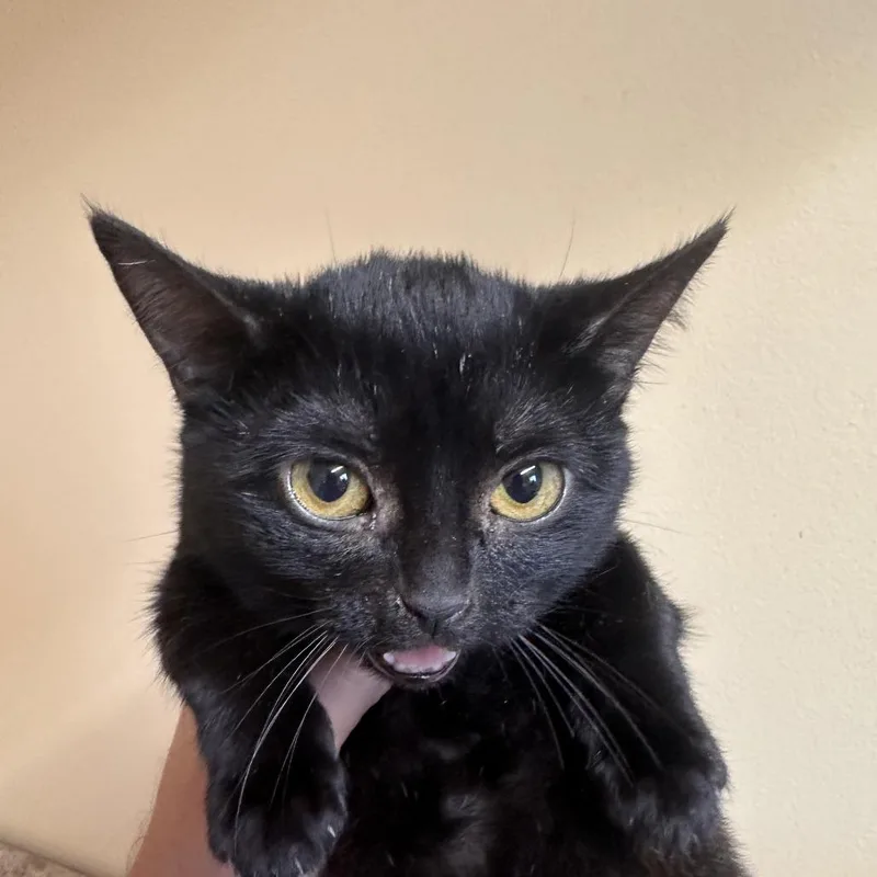 A baby small-sized female Domestic Short Hair cat named Hollywood C for adoption in Lebanon, TN