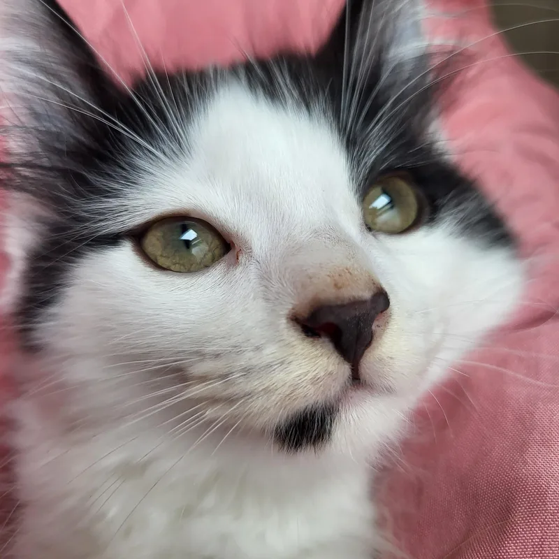 A baby small-sized male Domestic Long Hair cat named Mod Podge for adoption in Milwaukee, WI