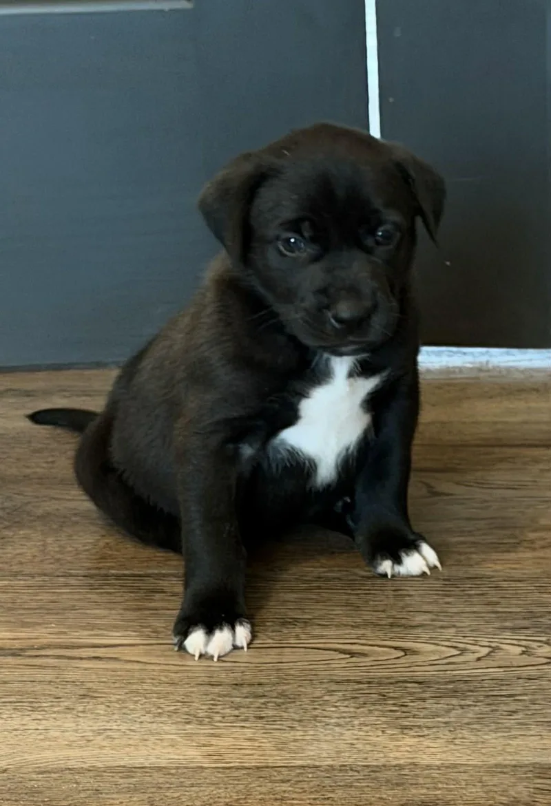 A baby medium-sized male American Staffordshire Terrier dog named Elmore for adoption in Holly Springs, NC