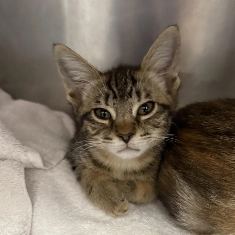 A baby small-sized male Brown / Chocolate Domestic Short Hair cat named Dumpling for adoption in Oakland, CA