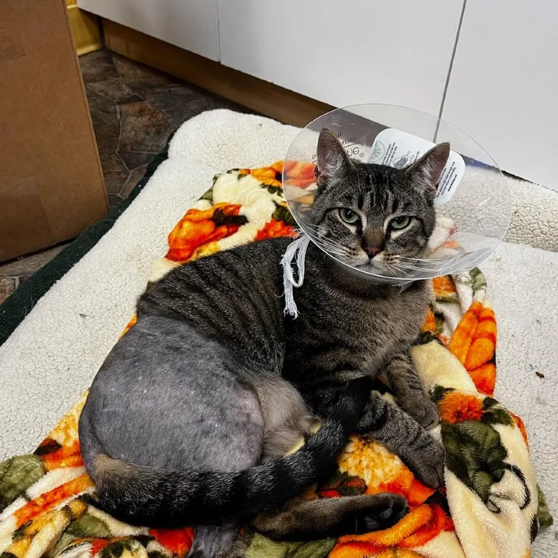 An adult medium-sized male Brown / Chocolate Domestic Short Hair cat named Forrest Gump for adoption in Pacific Grove, CA