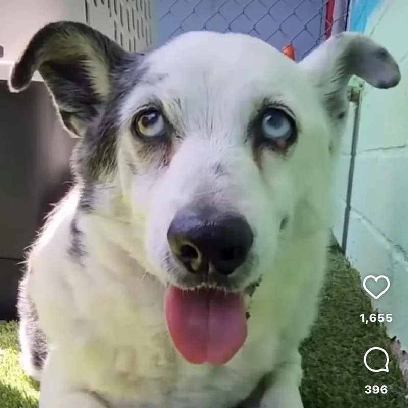 A senior medium-sized male White / Cream Australian Shepherd dog named Corky for adoption in Riverside, CA