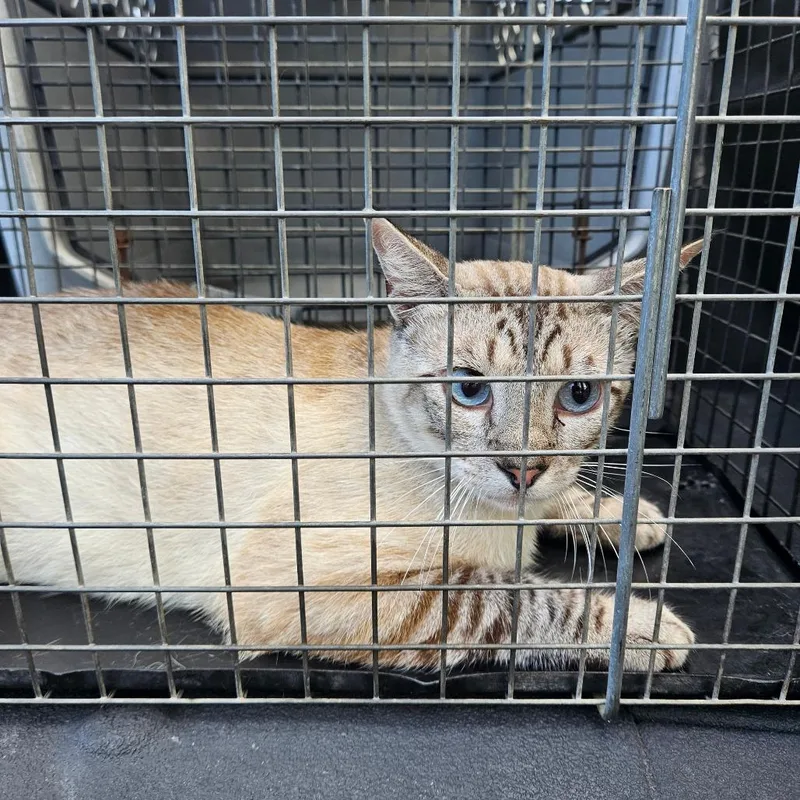 An adult medium-sized male Cream / Ivory American Shorthair cat named Lazy for adoption in Lake Jackson, TX