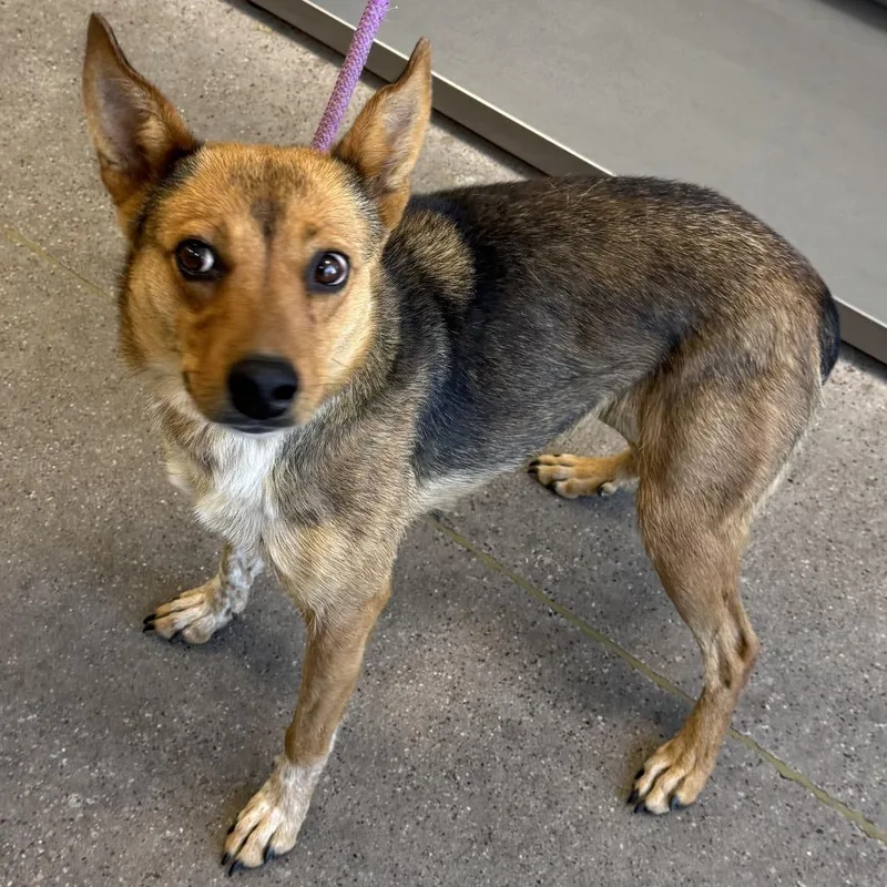 An adult medium-sized female Mixed Breed dog named Athena for adoption in Las Cruces, NM