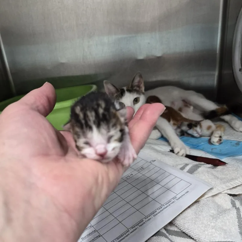 A baby small-sized male Black Domestic Short Hair cat named Oreo for adoption in Ardmore, OK