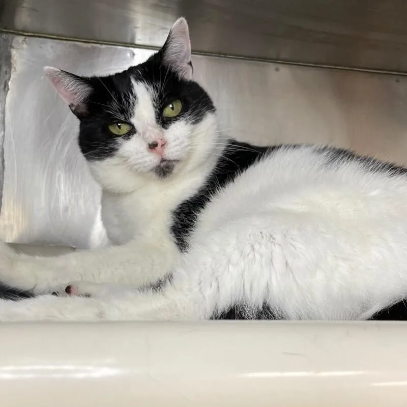 An adult medium-sized female Domestic Short Hair cat named Lucia for adoption in Roanoke, VA