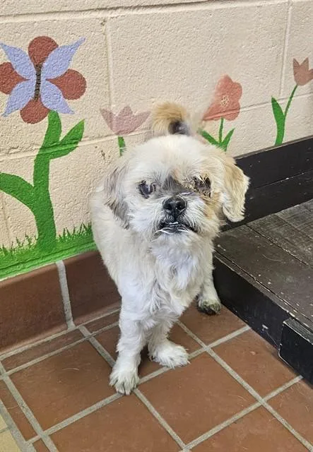 A senior small-sized male Lhasa Apso dog named Champ for adoption in Castaic, CA