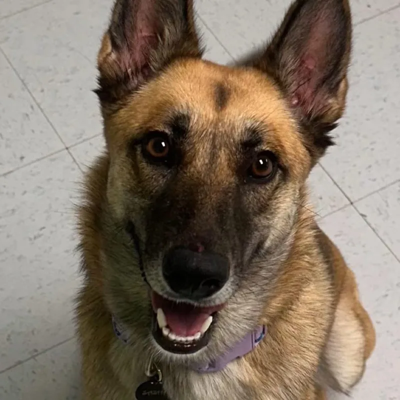 An adult large-sized female Yellow / Tan / Blond / Fawn German Shepherd Dog dog named Sasha BB for adoption in Austin, TX