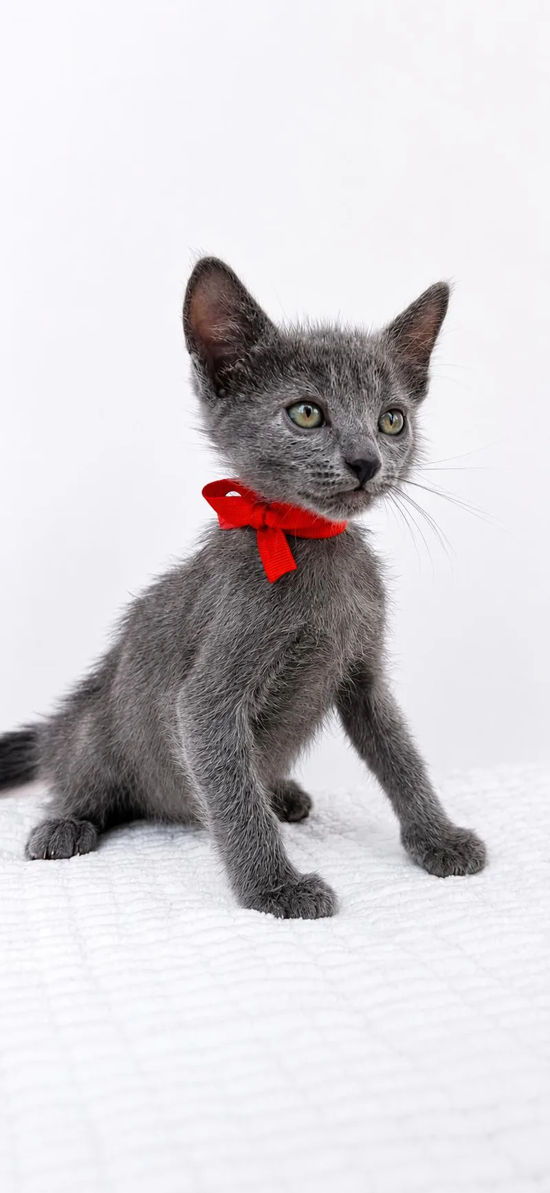 A baby small-sized male Domestic Short Hair cat named Tuna for adoption in Long Beach, CA