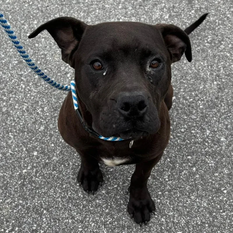 A baby medium-sized female Black Retriever dog named Godiva for adoption in Greenville, SC