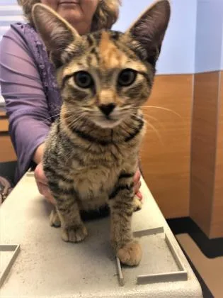 A senior medium-sized female Domestic Short Hair cat named Scarlet for adoption in Chamblee, GA