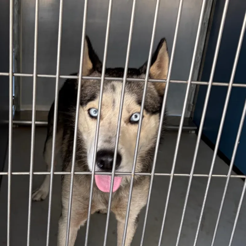 An adult medium-sized male White / Cream Mixed Breed dog named RocketHusky for adoption in Greenville, SC