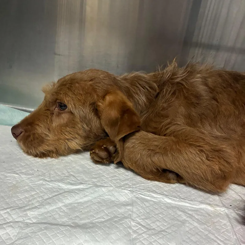 A young medium-sized male Red / Chestnut / Orange Poodle dog named Fiat for adoption in Hattiesburg, MS