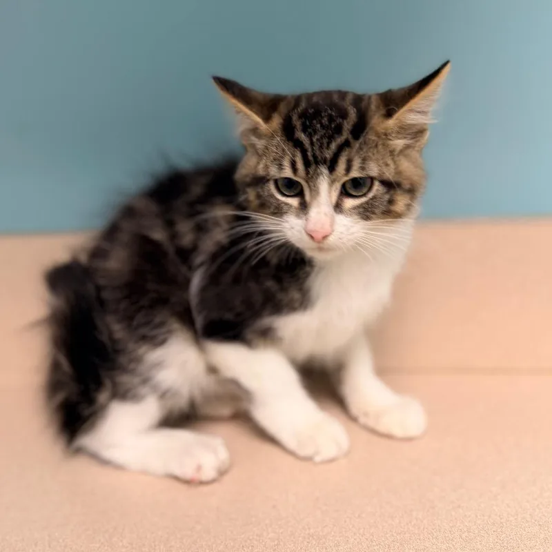 A baby small-sized male Gray / Blue / Silver Domestic Medium Hair cat named Grape for adoption in Columbus, GA