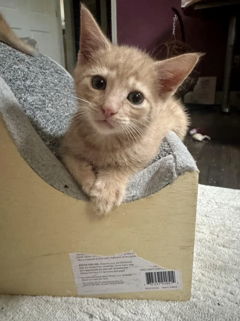 A baby medium-sized male Orange & White American Shorthair cat named Blaze for adoption in Manchester, CT
