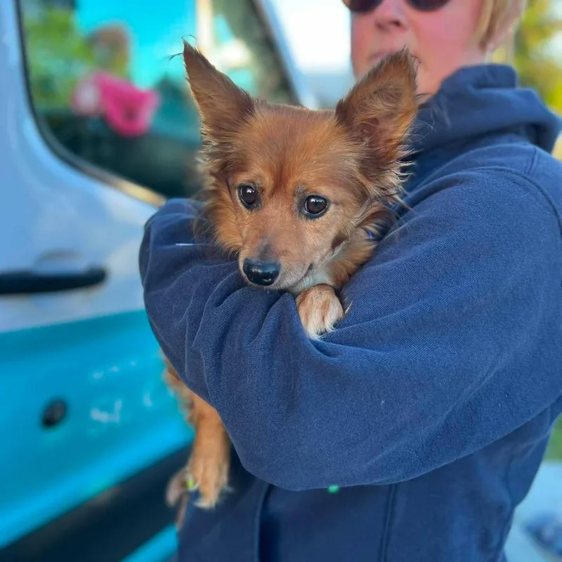 A senior small-sized female Red / Chestnut / Orange Chihuahua dog named Nova for adoption in St. Charles, IL
