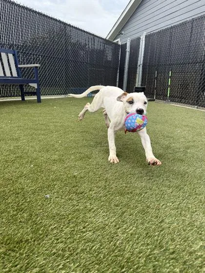 A young medium-sized male Mixed Breed dog named Cornbread for adoption in Lafayette, IN